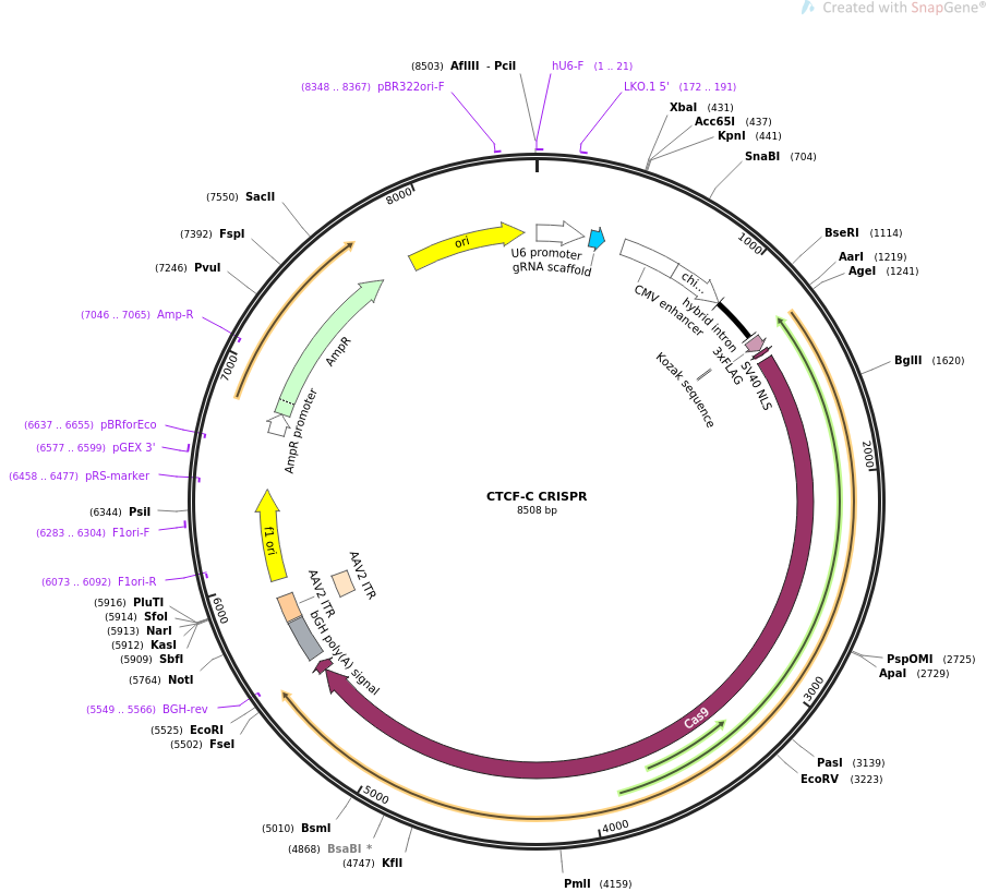 CTCF-C CRISPR质粒图谱
